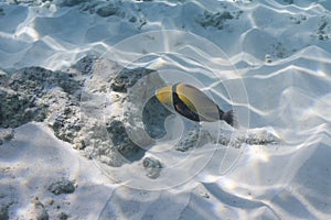 Picasso triggerfish at Similan island