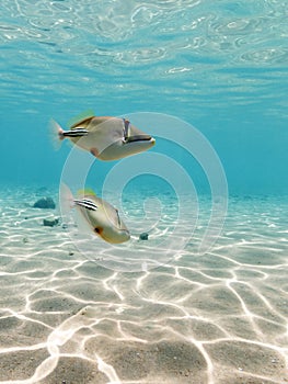 Picasso Triggerfish swimming Underwater photo
