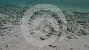 Picasso Triggerfish swims near seabed with sand and stones.