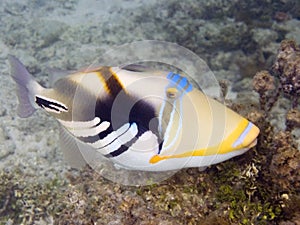 Picasso triggerfish in Tikehau photo