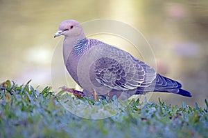 Picazuro pigeon, Brazil's largest wild dove photo