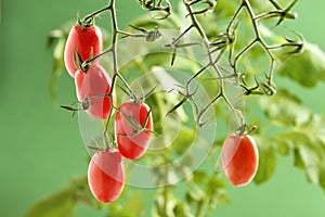 Piccadilly Tomato Plant
