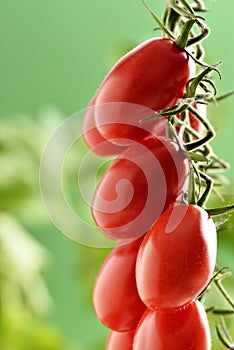 Piccadilly Tomatoes