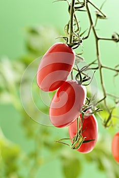 Piccadilly Tomatoes photo