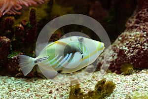 Piccaso Trigger Fish