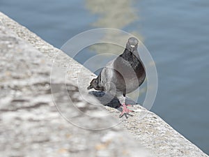 Piccione comune passeggia su di un muretto in pietra