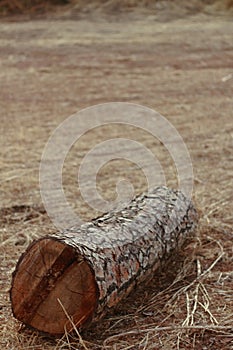 Pice of firewood on the grass field