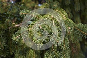 Picea abies branch close up