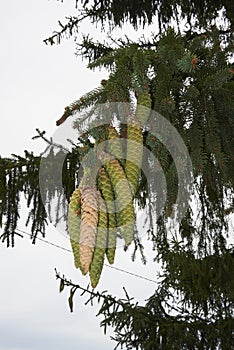 Fresh cones of Picea abies tree