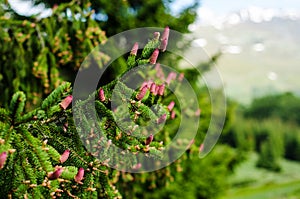 Picea abies cones