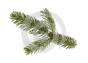 Picea abies or european spruce twig isolated