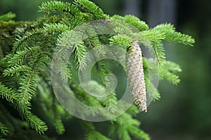 Picea abies in forest Gemeine Fichte