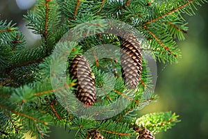 Picea abies. Norway spruce cones. Cones hanging from branch.