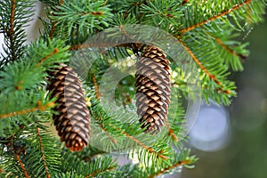 Picea abies. Norway spruce cones. Cones hanging from branch.