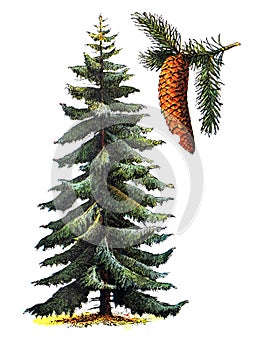 Picea abies Pinaceae / Antique engraved illustration from from La Rousse XX Sciele