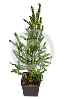 Picea abies in pot isolated on white background