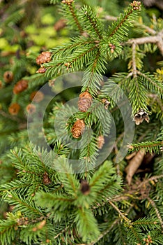 Picea abies Pusch- the Norway spruce