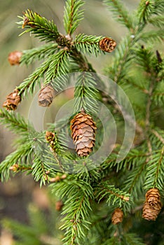 Picea abies Pusch- the Norway spruce