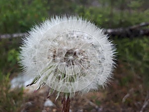 Picea abies at springtime in Norway