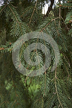 Picea abies tree close up
