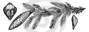 Picea Excelsa vintage illustration