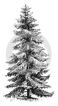 Picea Excelsa vintage illustration