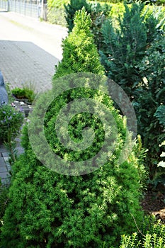 Picea glauca Conica in the garden in June. Berlin, Germany