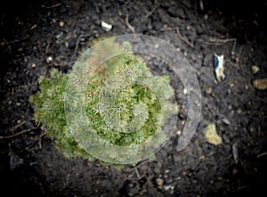 Picea glauca Conica green spruce