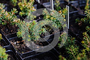 Picea glauca conica laurin