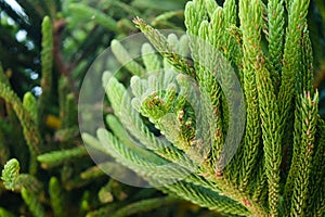 Picea mariana. Closeup of green tree. Vegetation of Greece