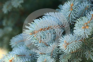 Picea Pungens - Blue Spruce photo