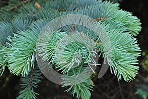 Picea Pungens - Blue Spruce