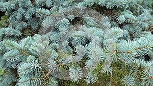 Picea pungens, comonly the blue spruce, green spruce, white spruce, Colorado spruce. Branches background, evergreen tree, silver