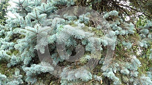 Picea pungens, comonly the blue spruce, green spruce, white spruce, Colorado spruce. Branches background, evergreen tree, silver