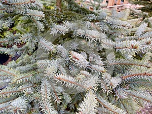 Picea pungens 'Erich Frahm'