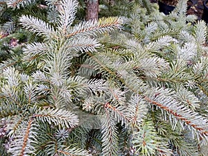 Picea pungens 'Erich Frahm'