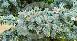 Picea pungens evergreen coniferous tree. beautiful branches of blue spruce