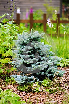 Picea pungens Glauca Globosa in the garden