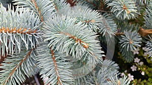 Picea pungens 'Koster'