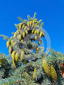 Picea pungens. Yaroslavl. Sunny summer morning in Demidovsky Square. Young branches of spruce
