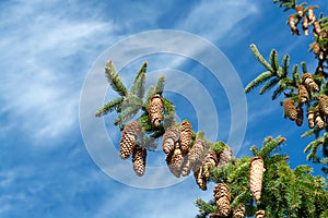 Picea schrenkiana evergreen fir tree with long cones on blue sky background copy space