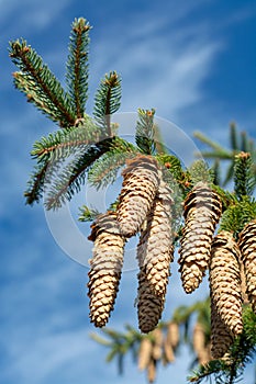 Picea schrenkiana evergreen fir tree with long cones on blue sky background copy space