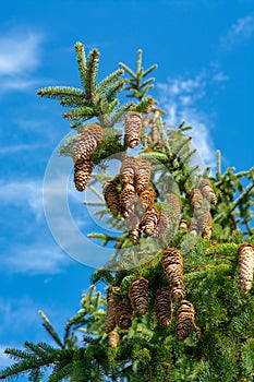 Picea schrenkiana evergreen fir tree with long cones on blue sky photo