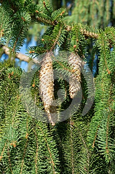 Picea schrenkiana evergreen fir tree with long cones, Christmas tree photo