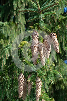 Picea schrenkiana evergreen fir tree with long cones, Christmas tree photo