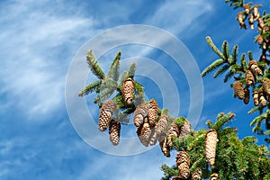 Picea schrenkiana evergreen fir tree with long cones on blue sky background copy space photo