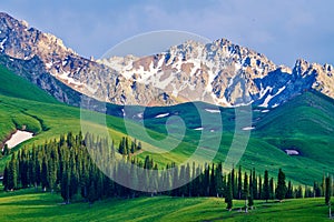 The picea schrenkiana and snow mountains in the high mountain meadow photo