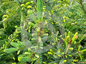 Picea sitchensis