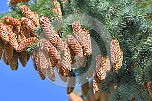 Picea sitchensis - Sitka Spruce with large cones against the blue sky