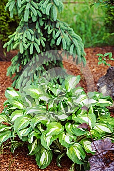 Picea Spruce Glauca Pendula planted in mixed border with hosta